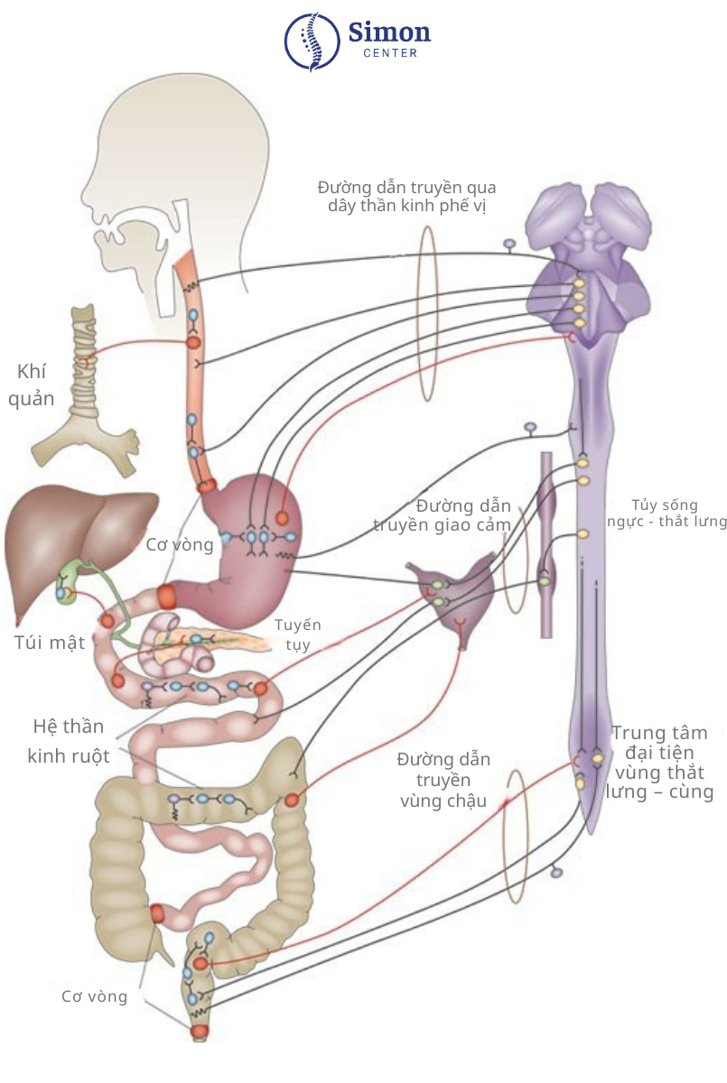 Nguyên nhân của rối loạn tiêu hóa